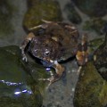 Pug-nosed Tree Frog Mopsnasiger Baumfrosch (Smilisca sila)