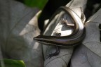 Central American Mabuya (Marisora unimarginata)