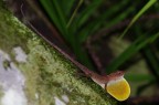 Saumfingerechse (Anolis osa)