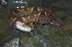 Terciopelo-Lanzenotter (Bothrops asper)