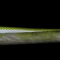 Papageischlange Satiny Parrot Snake (Leptophis depressirostris)
