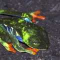 Rotaugenlaubfrosch (Agalychnis callidryas) Red-Eyed-Tree-Frog