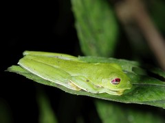 Rotaugenlaubfros (Agalychnis callidryas) Red-Eyed-Tree-Frog