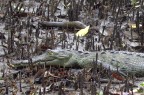 Spitzkrokodil (Crocodylus acutus)