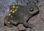 Geburtshelferkröte (Alytes obstetricans)
