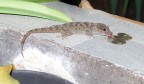 Gomera-Gecko (Tarentola gomerensis)