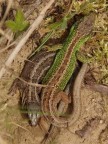 Zauneidechse (Lacerta agilis)