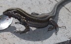 Kleine Kanareneidechse (Gallotia caesaris)