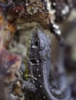 Zauneidechse (Lacerta agilis)