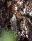 Zauneidechse (Lacerta agilis)