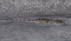 Mauergecko (Tarentola mauritanica)
