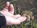 Erdkröte (Bufo bufo)