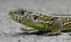 Profil Zauneidechse