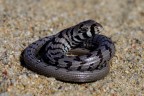 Scheltopusik oder Panzerschleiche (Pseudopus apodus) verletztes Jungtier
