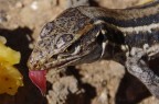 Amphibien und Reptilien