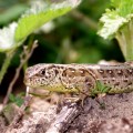 Zauneidechse (Lacerta agilis)