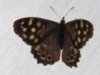 Waldbrettspiel (Pararge aegeria)