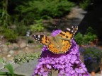 Distelfalter (Vanessa cardui, Cynthia cardui)