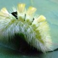 Buchen-Streckfuß (Calliteara pudibunda)