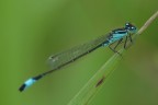 libelle 20160624 1743223116