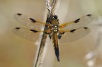 libellula quadrimaculata 1 20140501 1624535751
