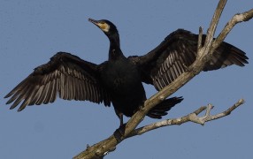 kormoran 1 20150702 1159687210